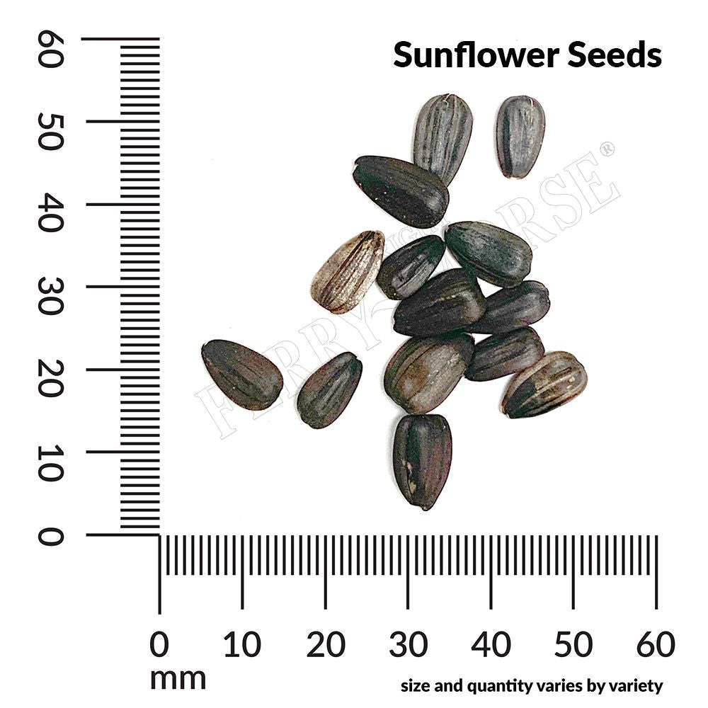 sunflower seed spill and measurement